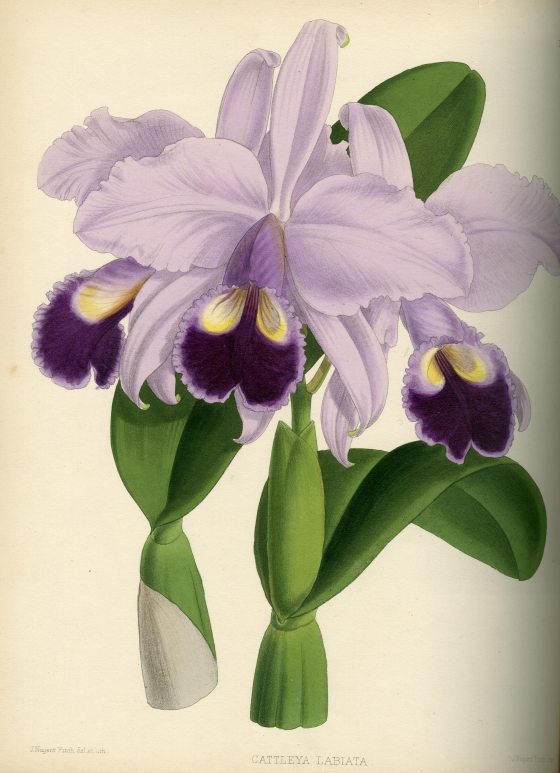 a botanical drawing of a purple cattleya orchid