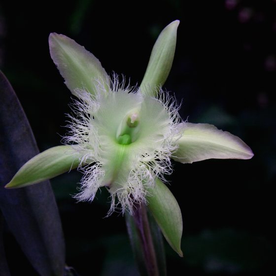 close up of a Rhyncholaelia digbyana orchid that looks like a green star with purple on the edge of the leaves