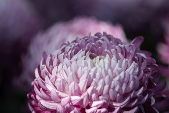 macro shot of a pale pink mum, with blurred images of similar mums in background
