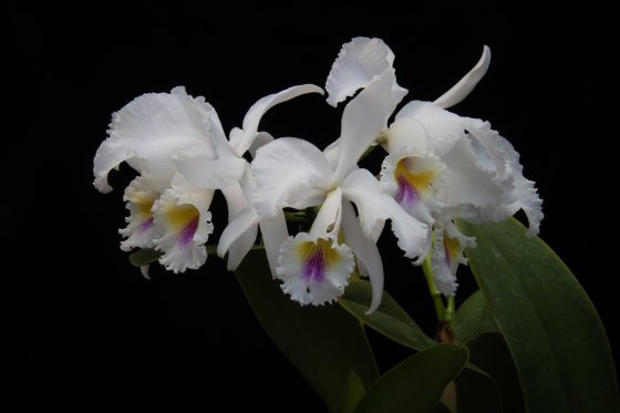 a white orchid with yellow, blue, and red on the inside of its lips