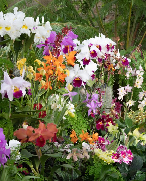 a variety of blooming orchids from central and south american