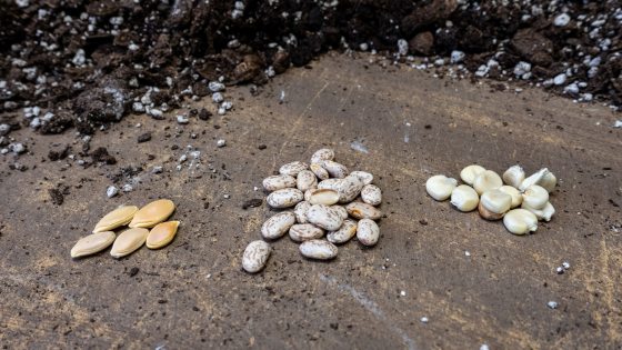 Nanticoke squash, Hannah Freeman bean, and Puhwem corn seeds await planting