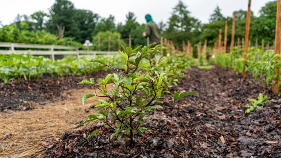 roselle at the forefront in a large vegetable garden