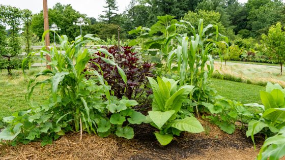 Puhwem corn, Hannah Freeman bean, and Nanticoke squash planted in a mound with the sunflower, amaranth, and tobacco around the mound