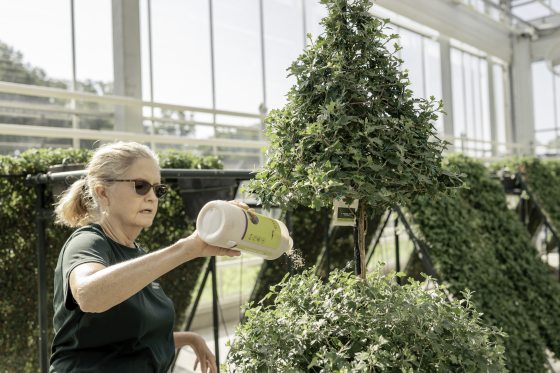 a person shaking a container of beneficial insects onto a topiary