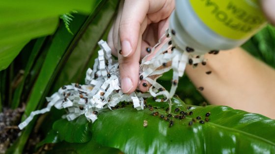 a persons hand putting small beneficial insects on a green leaf