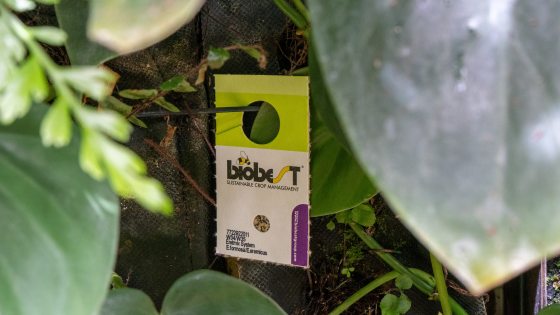 a white packet with black lettering containing the pupae hanging on a green wall