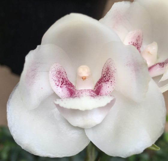 Close up of a peristeria elata orchid that looks like a dove