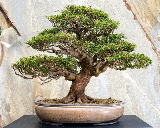 azalea bonsai in a tan pot against a stone background