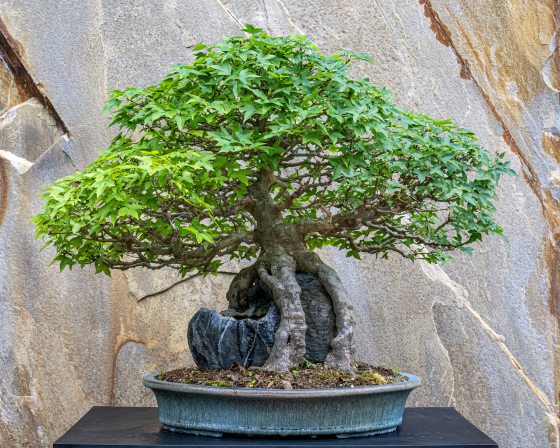 a view of a maple bonsai tree with a gray rock in its roots