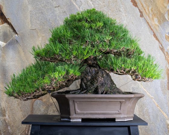 a black pine bonsai in a light brown pot on sitting on a black table