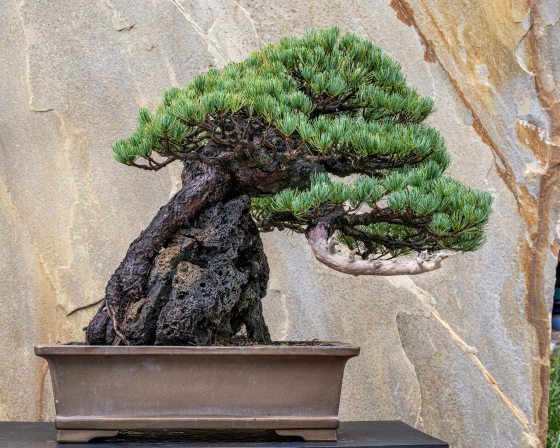 a white pine bonsai tree in a brown pot