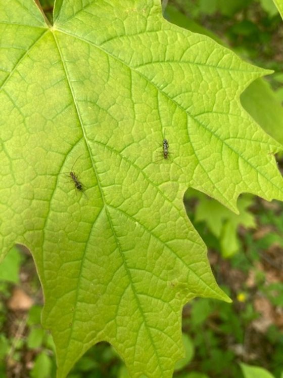a green leaf that has two parasitoid wasp on top of it