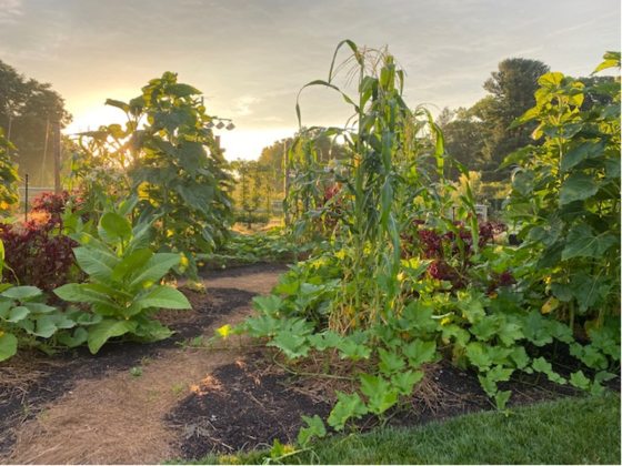 garden plot filled with corn, beans, and other fall vegetables