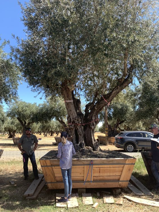 two people standing alongside a large olive tree in a wood crate
