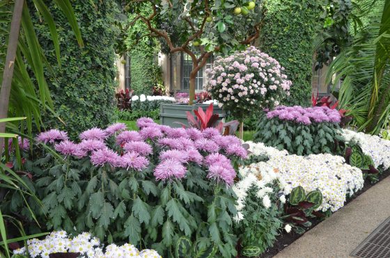 purple and white chrysanthemums in an conservatory