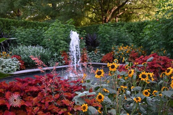 yellow flowers on the right and a plant with red leaves on the left in front of a small fountain