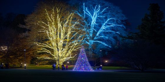 Trees are fully lit with icy blue and white lights during a Longwood Gardens Christmas