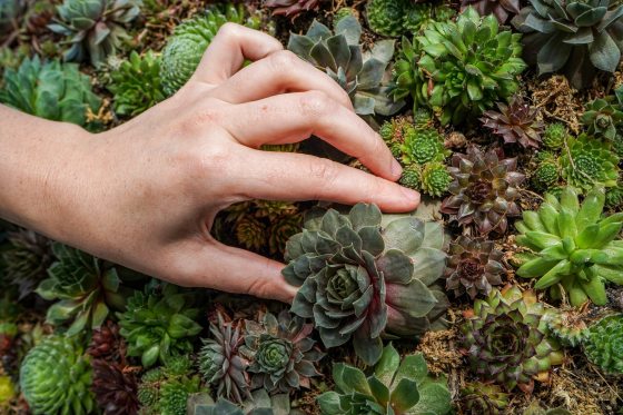 a close up of a person's hand placing a succulent on a tree form
