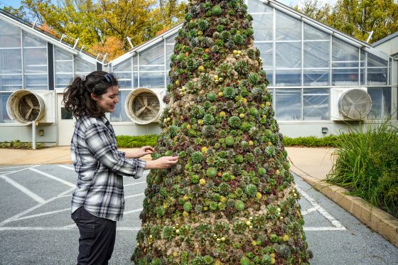 a person placing succunlents on a tree form