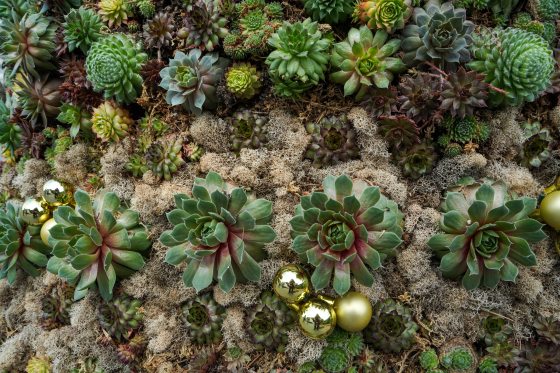 a close up of succulents on a tree form with gold ball ornaments