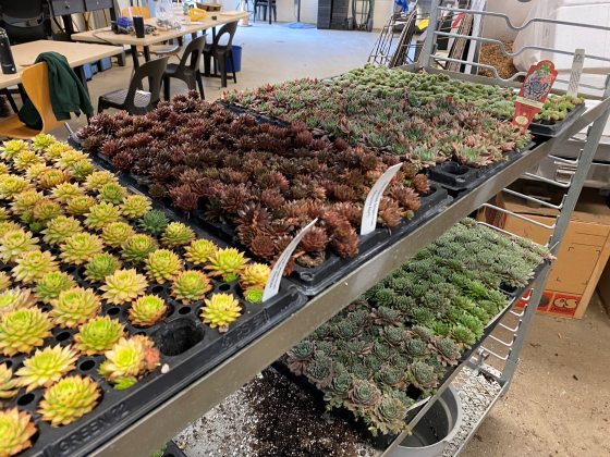 a silver table holding containers of succulents in pots