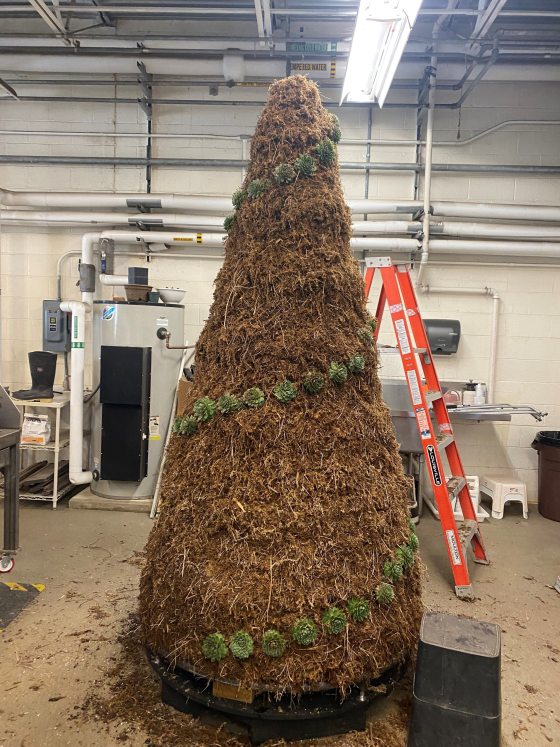 a tree form covered in brown moss