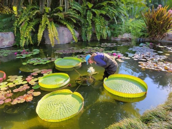 a person in waders in a pool of waterlilies bending over smelling a flower