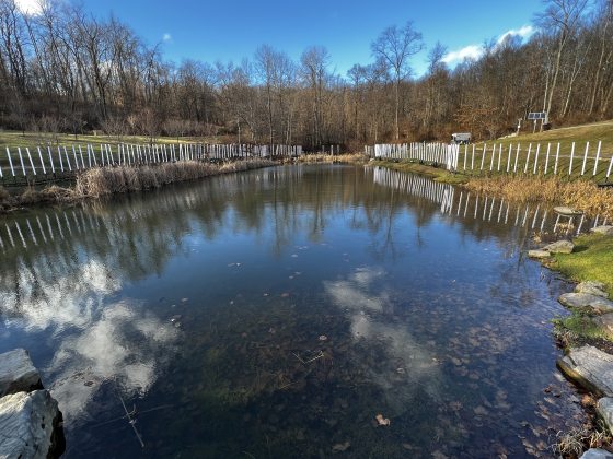 a lotus pond at Pittsburgh botanic garden featuring a large pond with white plastic poles along the sides