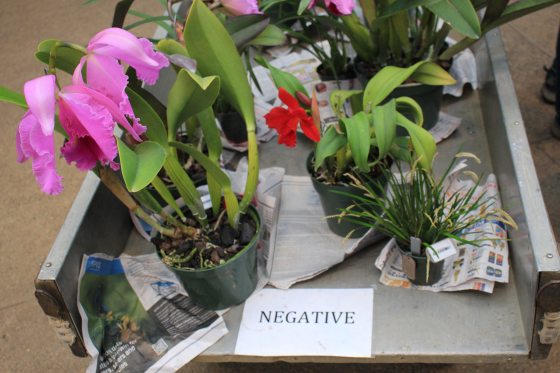 a metal cart containing several orchids with the sign negative