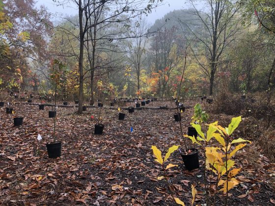 young leafless trees in back pots lined up in a forest waiting to be planted