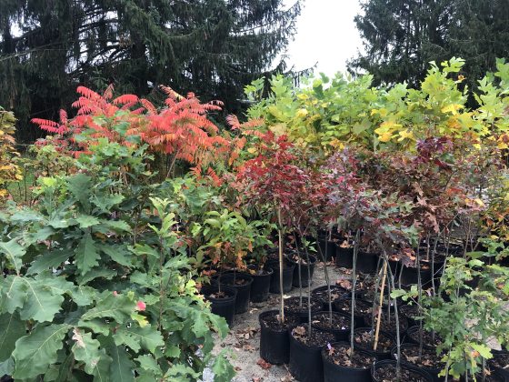 young trees of different types in blac pot in rows