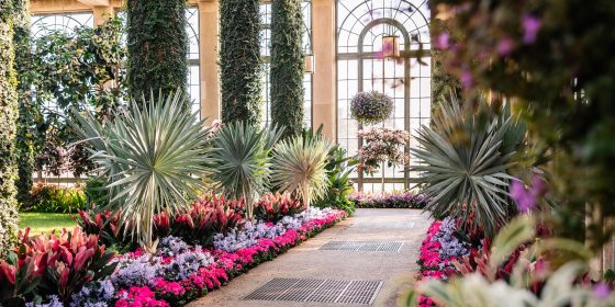 beds of pink and purple flowers line a Conservatory walkway, backed by tropical foliage, vine-covered pillars, and large arched windows