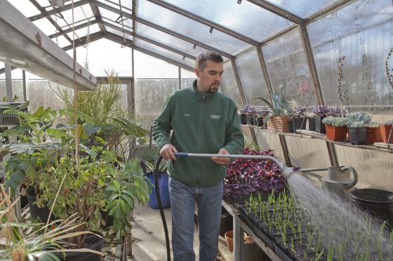A man in a green sweatshirt waters seedlings in a greenhouse.