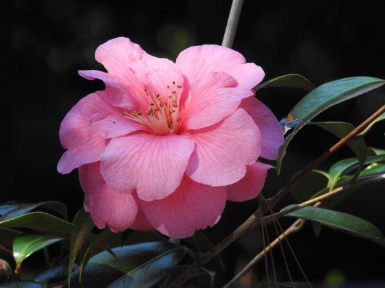 A camellia plant with a pink blooming flower