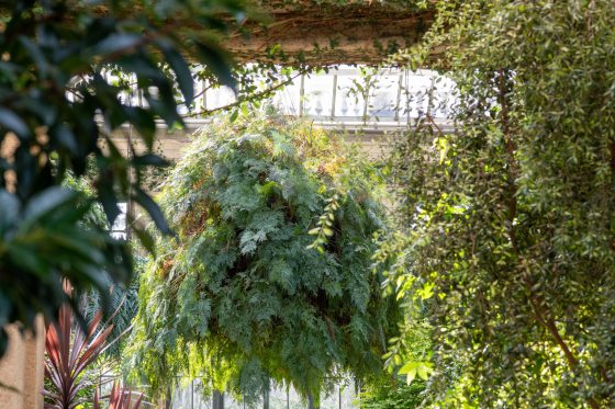 a large green fern hanging from the ceiling of a conservatory