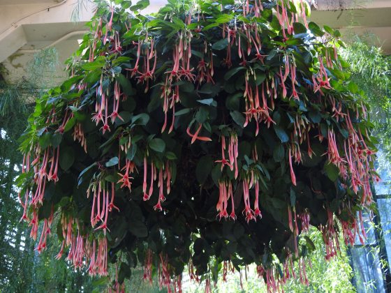 a hanging basket of fuchsia