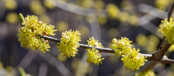 a shrub with yellow flowering petals