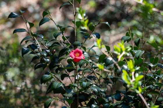 a wide angle photo of a camellia plant with a single pink bloom