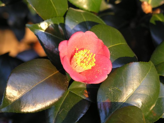 A camellia plant with a pink blooming flower and yellow pollen on the inside of the petals