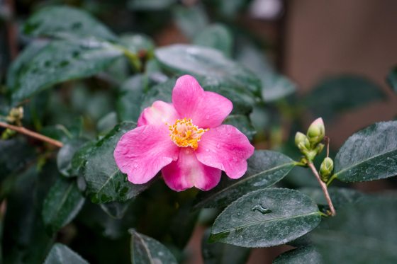 A camellia plant with a pink blooming flower