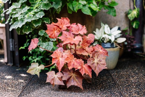 a pot of begonias with red leaves