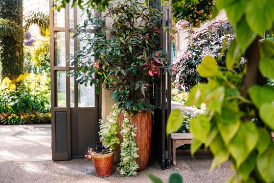inside the conservatory with begonia plants in containers 