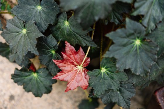 a close up of green and red begonia leaves