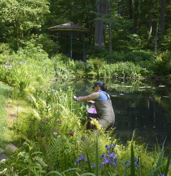 A woman tends to green plants in a pond at Mt. Cuba Center