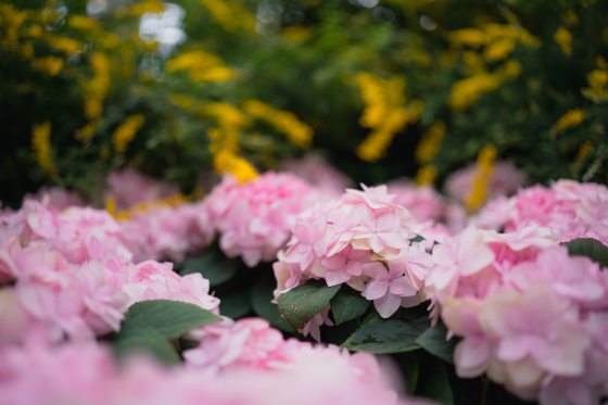 a hydrangea plants with pink petals blooming