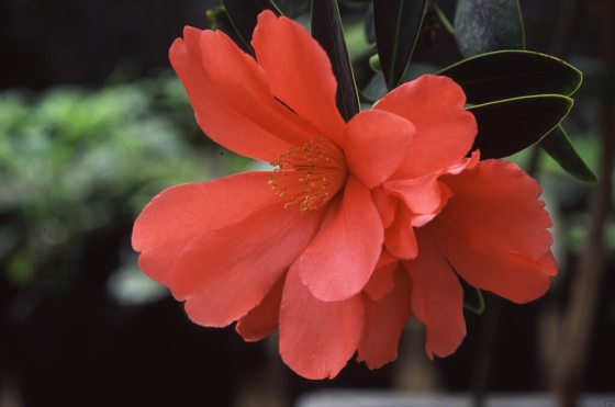 a camellia plant with a large red bloom on it