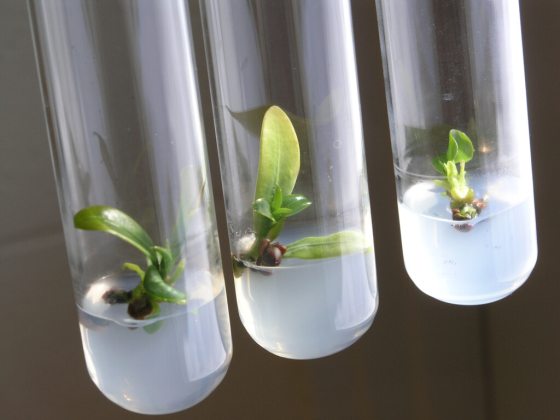 three test tubes with camellia seedlings floating on liquid in the tube