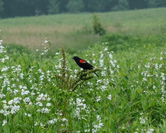a red winged blackbird sitting on a plant in a meadow