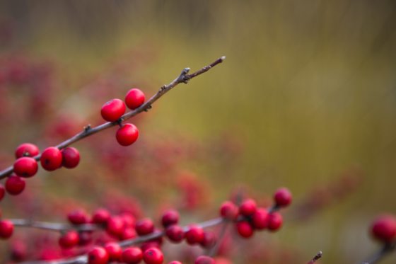 red berries in the foreground with a blurry brownish background